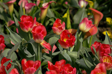 Fototapeta premium Red tulips field in a bright sunny day with a honey bee flying around