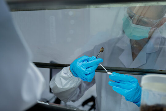 Scientist conducts experiment in lab with samples while wearing protective gear and gloves