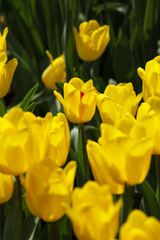 Fototapeta premium Yellow flowers in a tulip field festival