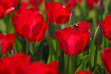 Obraz premium Close up of red tulip flowers with a hone bee flying around