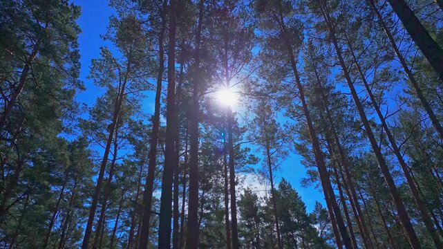 Low flight through pine forest with tall trunks and long shadows on forest floor under clear blue sky between branches