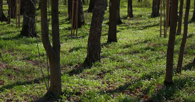 a path through a birch thicket in a spring park at sunset, bright new greenery illuminated by the back light, black tree trunks, fresh foliage