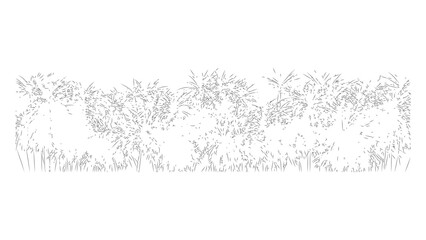 Outline sketch of grass plumes swaying in breezy weather on transparent background. © Sara Studio