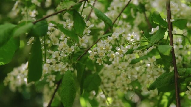 Spring season. Tranquil nature calm background. Prunus padus blossoms sways in wind. 