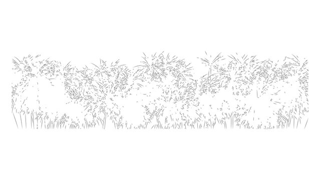 Outline sketch of grass plumes swaying in breezy weather on transparent background.
