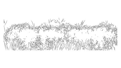 Pencil sketch of wild grasses with varied heights on transparent backdrop. © Sara Studio