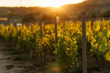 Fotobehang Wijngaard Vineyard rows at sunset with warm lens flare and golden light  © 9parusnikov