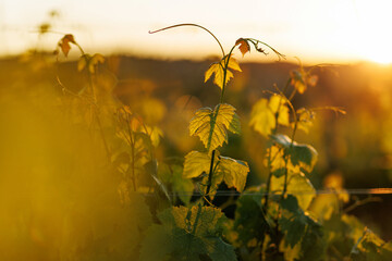 Young grapevine branch reaching up toward a golden sunset © 9parusnikov