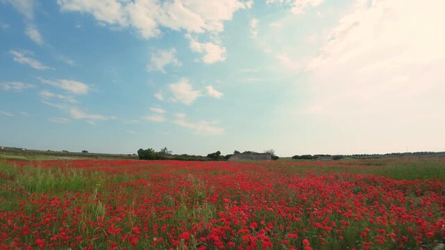 Salento: Volo con Drone FPV tra i Fiori selvatici e i Papaveri rossi in Puglia