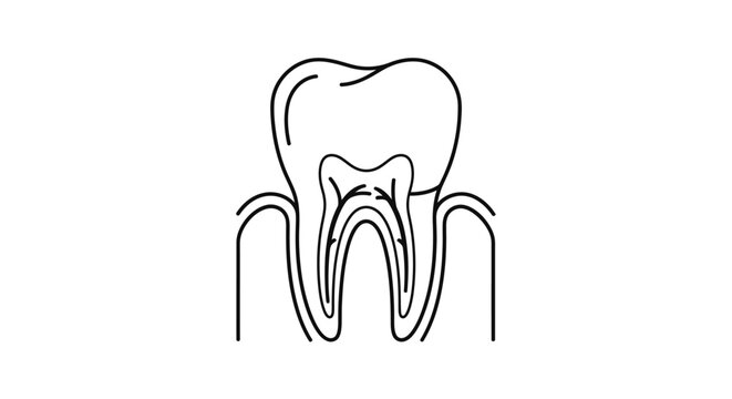 Medical illustration of a molar tooth with detailed root and gum structure