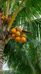 Fototapeta premium Close up of yellow coconut fruits (Cocos nucifera) hanging on a palm tree, tropical fruit.