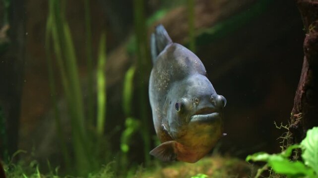 Underwater close shot of piranhas showing sharp teeth and shimmering bodies moving slowly in natural light