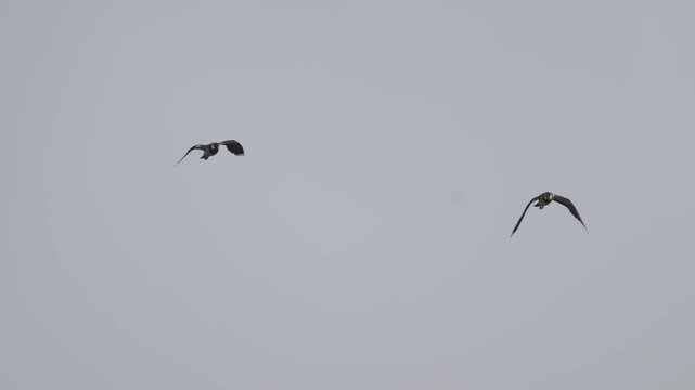 Group of lapwings flying over lake feeding on insects in slow motion with clear view of crest and wing movement