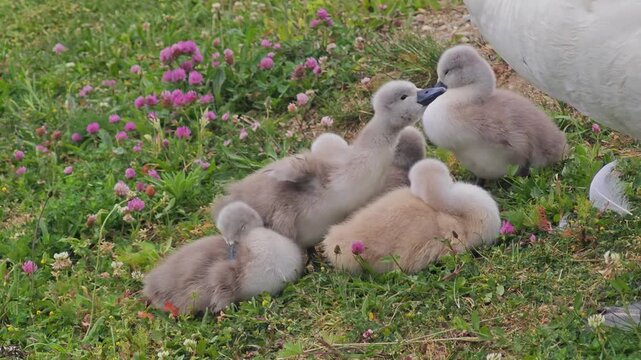 Adorable fluffy swan cygnets resting and preening in a green clover meadow on a sunny spring day