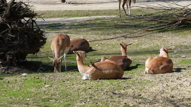 The Indian Blackbuck, Antelope cervicapra or Indian antelope inhabits grassy plains and slightly forested areas. Fast animals, the blackbuck can run at as high as 80 kilometers per hours.