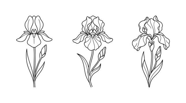 This minimalist collection of iris flowers presents elegant outlines that capture the unique beauty and intricacy of these blooms in an artistic line art style.