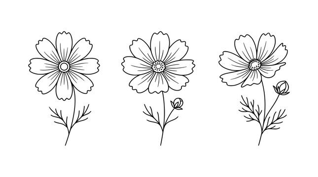 The image depicts charming outlines of cosmos flowers in a line art style, capturing their vibrant essence while remaining true to minimalism and elegance in design.