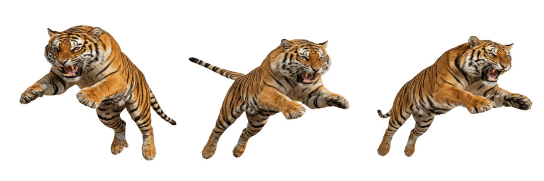 Leaping Tiger 3D Character Isolated on White Background Powerful Wild Cat Mascot for Strength Agility Wildlife Conservation Safari Nature Adventure Jungle Predator Animal Portrait Asset