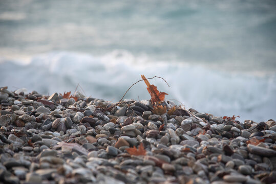 Pebble beach with autumn leaves and ocean waves