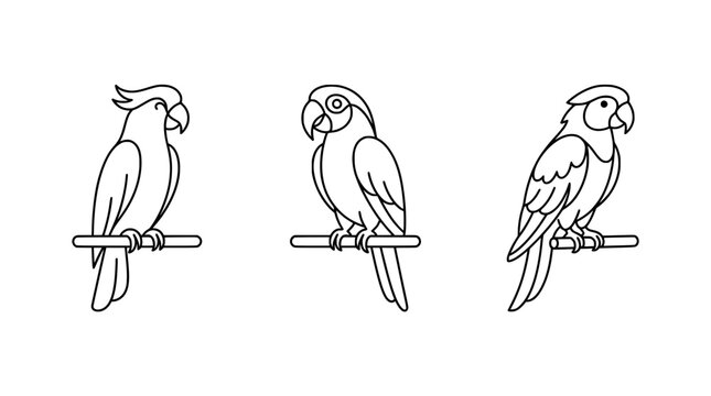 This image presents a stylish collection of parrot line art, showcasing their vibrant features and unique charm captured in a sophisticated and minimalistic design approach.