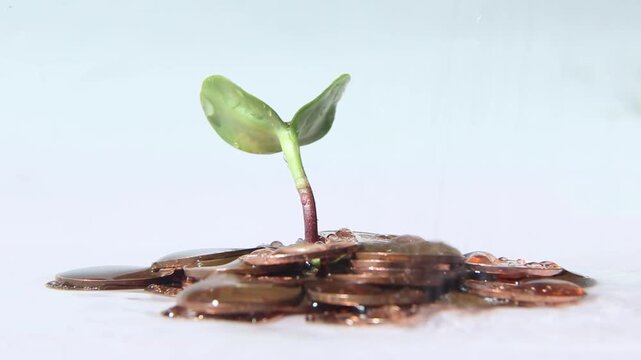 Small green seedling grows steadily from copper coins stack on white background while water drops fall on leaves symbolizing financial growth and profitable investment