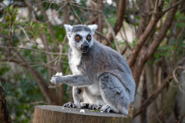 Fototapeta premium Ring-tailed lemur sitting gracefully on a log, enjoying a meal. A symbol of Madagascar's unique wildlife and biodiversity.