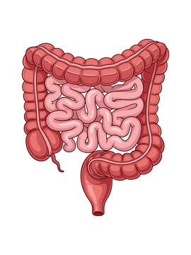 Human Intestinal System Illustration: Small and Large Intestines Anatomy