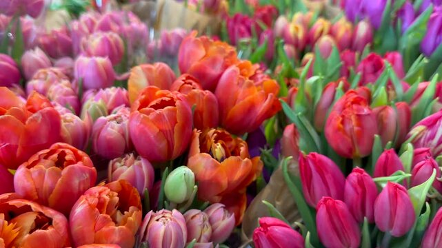 Vibrant red and pink tulips arranged in colorful bouquet celebrate spring bloom and seasonal festivity. Fresh floral display suits Valentine's Day promotions, Women's Day gifts, and spring event ads