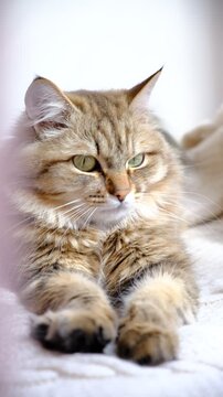 Portrait of well-fed cat, lounging, close up eyes. The fur is thick and immaculately groomed, glowing softly in the gentle light, relaxing, ready to nap. Calmness, tranquil ambiance, peaceful moment