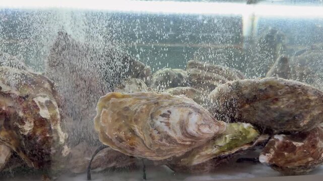 Raw oyster in shell with rich organic texture highlights premium seafood quality and freshness. Gourmet marine ingredient, ideal for aquaculture brands, food blogs, and luxury restaurant marketing. 