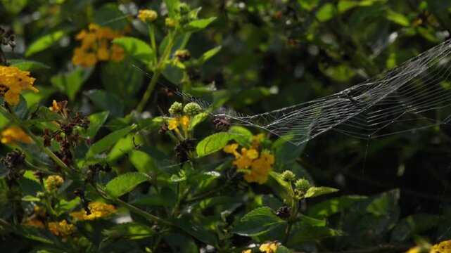 Argiope argentata garden spider slowly advances forward on its web as silk strands sway slightly with motion in Lima Peru, natural behavior captured in close detail, no people present
