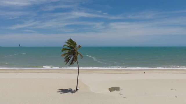 Cumbuco beach in Caucaia municipality Ceara state Brazil South America with wind bent palm tree and kitesurfer offshore over waves showing strong wind conditions drone lateral slide shot