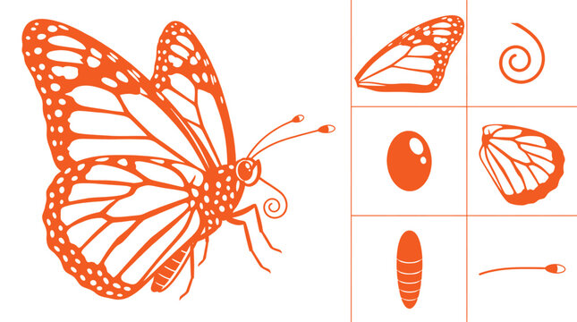 Monarch Butterfly Vector Graphic Featuring Detailed Anatomical Icons For Wing Pattern Proboscis Eye Egg Larva And Antenna On White Background
