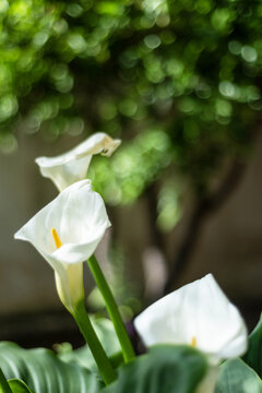 Arums blancs