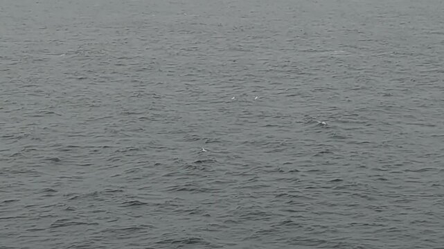 Two Seagulls Flying Together Over Foggy Gray Sea