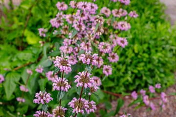 Obraz premium Flowers bloom in a garden during spring showcasing bright colors and lush greenery