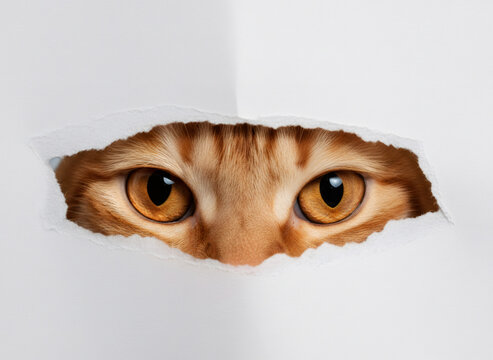 Orange tabby cat peeking through a hole in white paper. Curious pet looking with big eyes. Animal watching from behind a torn page. Funny mouser hiding in surprise and domestic concept.