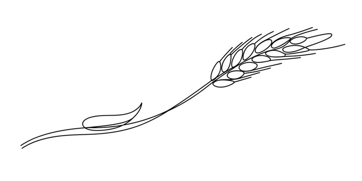 Continuous single line drawing of a wheat ear stalk