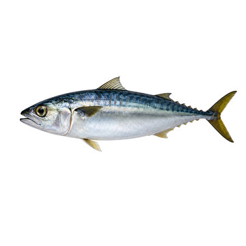 Fresh mackerel fish isolated seafood ocean animal protein ingredient for restaurant menu and market advertising