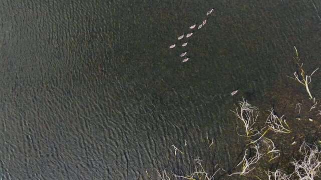 Aerial view of a flock of ducks swimming on dark rippled water near bare white branches in Uckermark, Brandenburg, Germany.