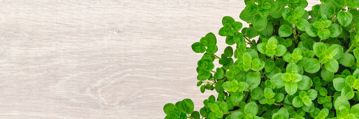 Green mint leaves grow on a wooden surface in a bright kitchen setting during daylight hours © Fleuronica