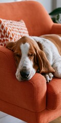 Obraz premium Dog resting on orange couch armrest in indoor interior