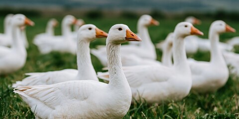 Fototapeta premium Flock of white geese standing on grassy field pasture