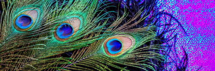 Fototapeta premium Colorful peacock feathers displayed on a gradient background with bright purple and green tones during a creative art session