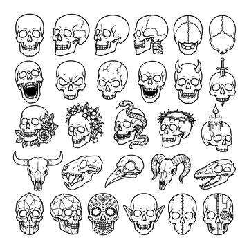 Human and animal skull collection with diverse artistic variations floral snake and horned skull illustrations.