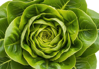 Fototapeta premium Fresh head of green butter lettuce isolated on transparent background
