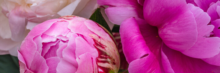 Obraz premium Bright peonies with shades of pink and white arranged together in a garden setting during springtime