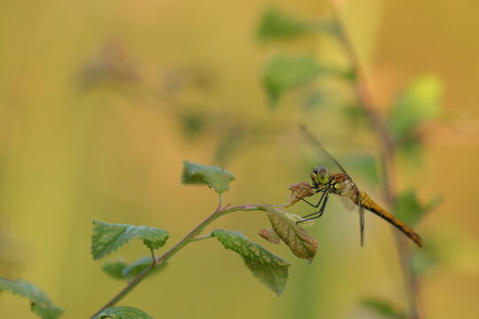 una libellula in estate su una foglia