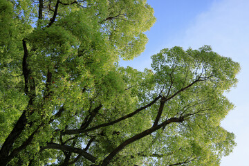 Fototapeta premium 都心散歩 日比谷公園の森