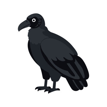 Illustration of a sleek black vulture with a hooked beak standing on a white background